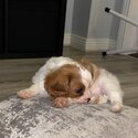 King Charles Spaniel Female Puppy-0