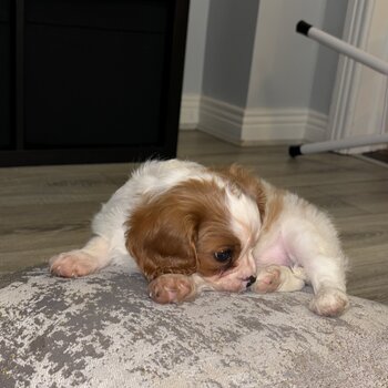 King Charles Spaniel Female Puppy