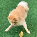 German Spitz Mittel/Pomeranian 2 yrs old looking for new home-1