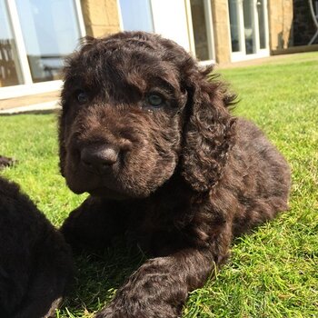 Handsome Irish water spaniel Dog