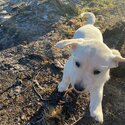 6 Stunning Labrador/ Golden Retriever Pups-5