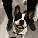 French Bulldog for Adoption -1