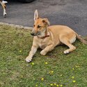 German Shepherd Pups-2