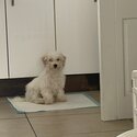 Small Maltese dog -1