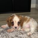 King Charles Spaniel Female Puppy-1