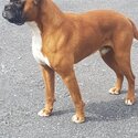 Boxer for free-4