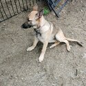 Female German Shepherd Pups-3