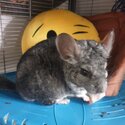 Family of chinchillas -1