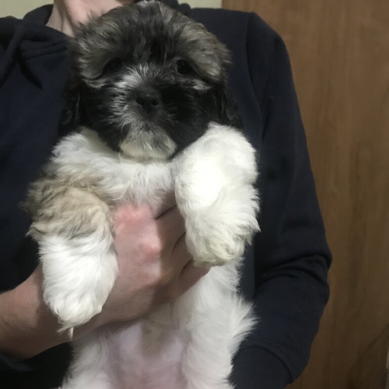 Malshi x Shih Tzu