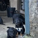 Irish water Spaniel x Bernese mountain dog puppies for sale-3