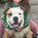 Free adoption rehoming old English bulldog -0