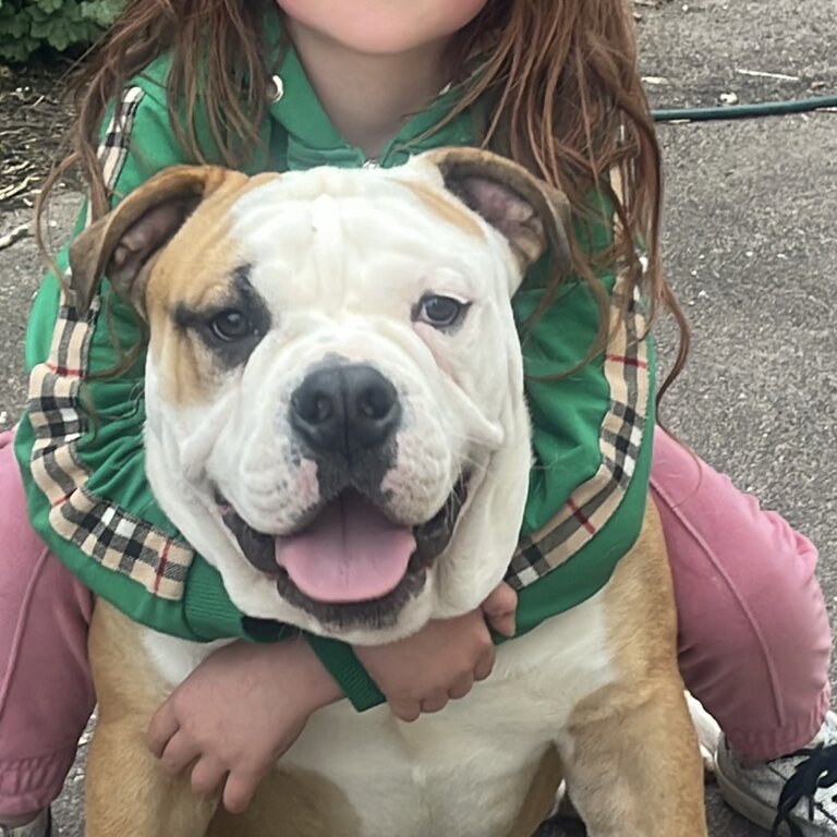 Free adoption rehoming old English bulldog 