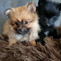 Two pomeranian puppies -1