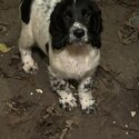 Springer spaniel-2