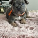 french bulldog-1