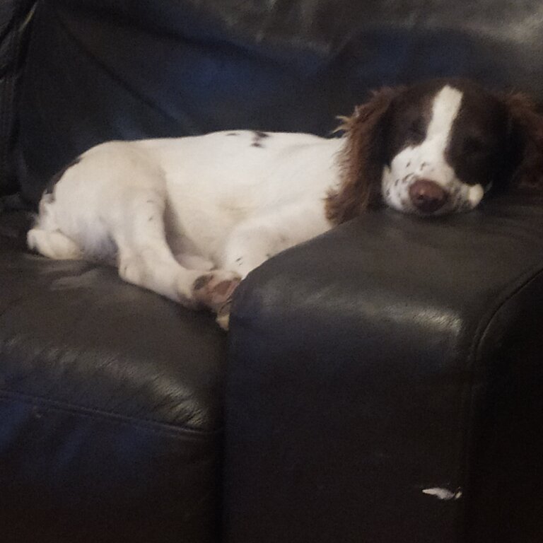 Springer Spaniel Available 