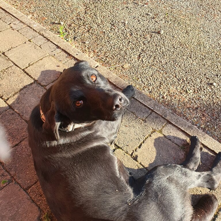 Beautiful black lab alike dog