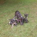 Italian greyhound pups-2