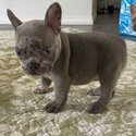 lovely French bulldogs-3