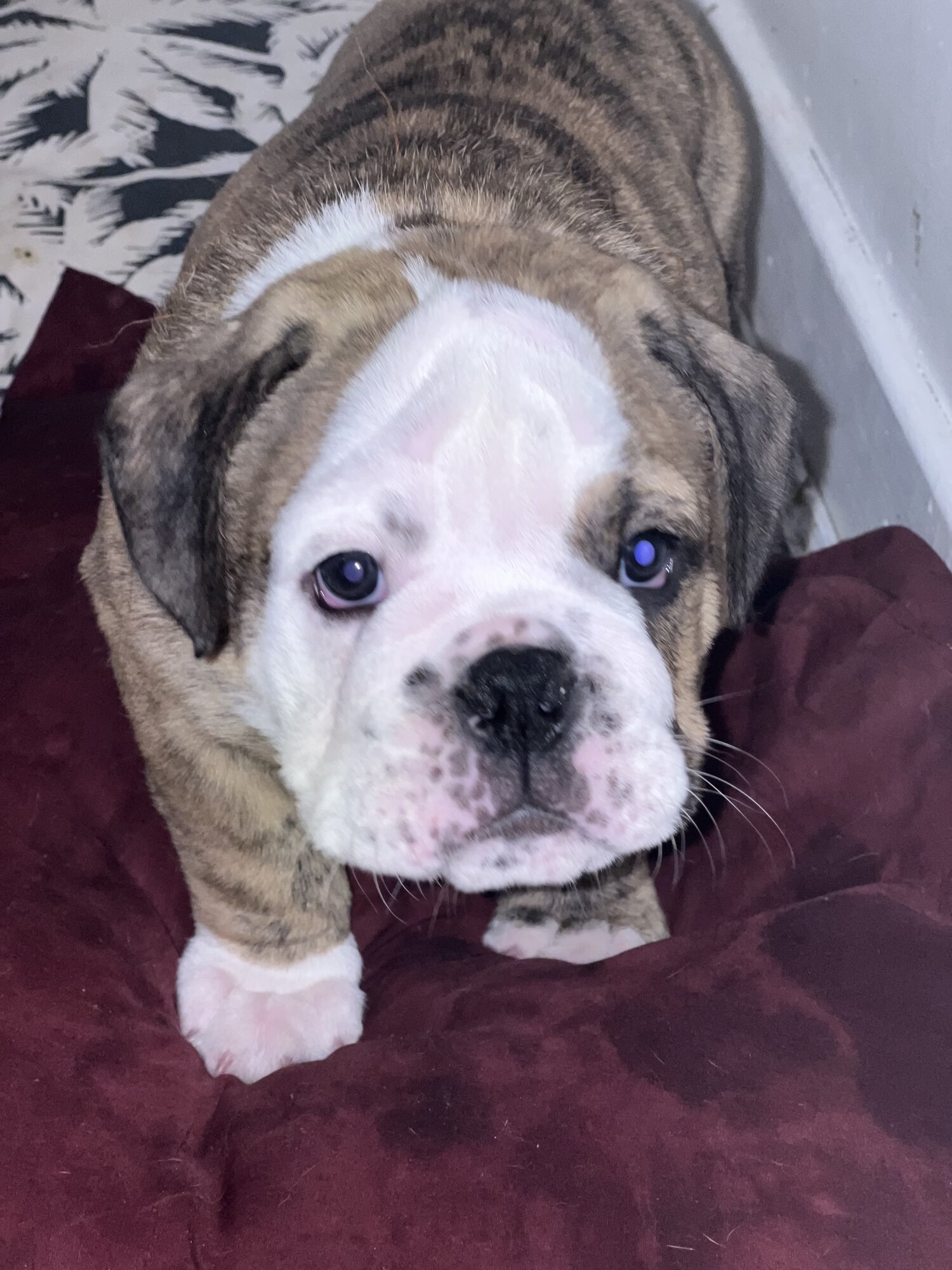 British bulldog from a beautiful mother and father from family home 3 ...