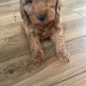 Beautiful Cavapoo Puppy-1