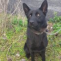 Beautiful black German Shepherd-2