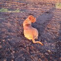 Beautiful DDB French Mastiff -1