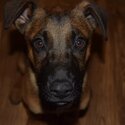 Great Dane x Belgian Malinois-0