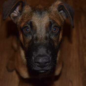 Great Dane x Belgian Malinois