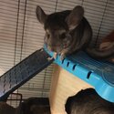 Family of chinchillas -5