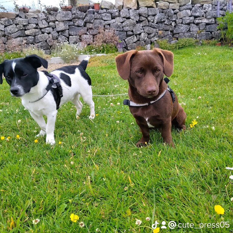 Playful, very active pup