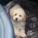 Male cockapoo for sale -1