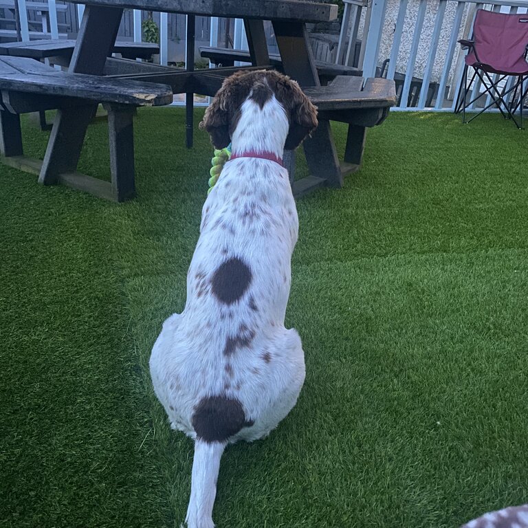 Springer Spaniel 