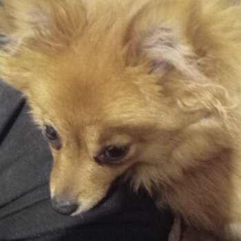 Lovely little pomeranian....very gentle temperament 