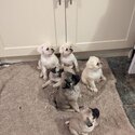 Purebred pug pups-3