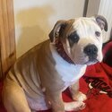 Free adoption rehoming old English bulldog -2