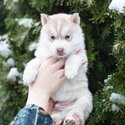 Available little Siberian husky hamsters! Pedigree FCI, tested.  1 girl and 2 boys fawn-white Oct 30-5