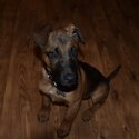 Great Dane x Belgian Malinois-3