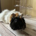 Two male Guinea pigs available for adoption-0