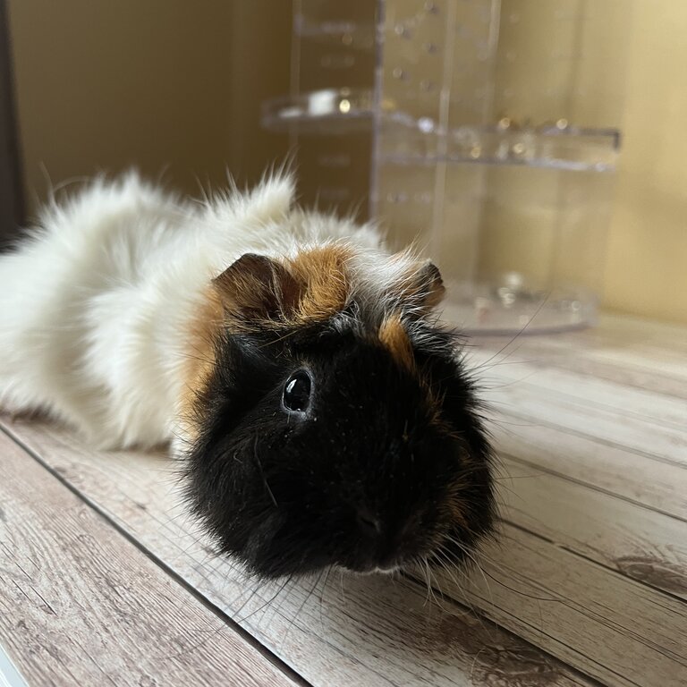 Two male Guinea pigs available for adoption