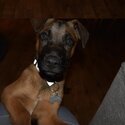 Great Dane x Belgian Malinois-0