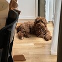 Cavapoo for sale-2