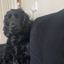 Hugo, cocker spaniel just over 2 years old-0