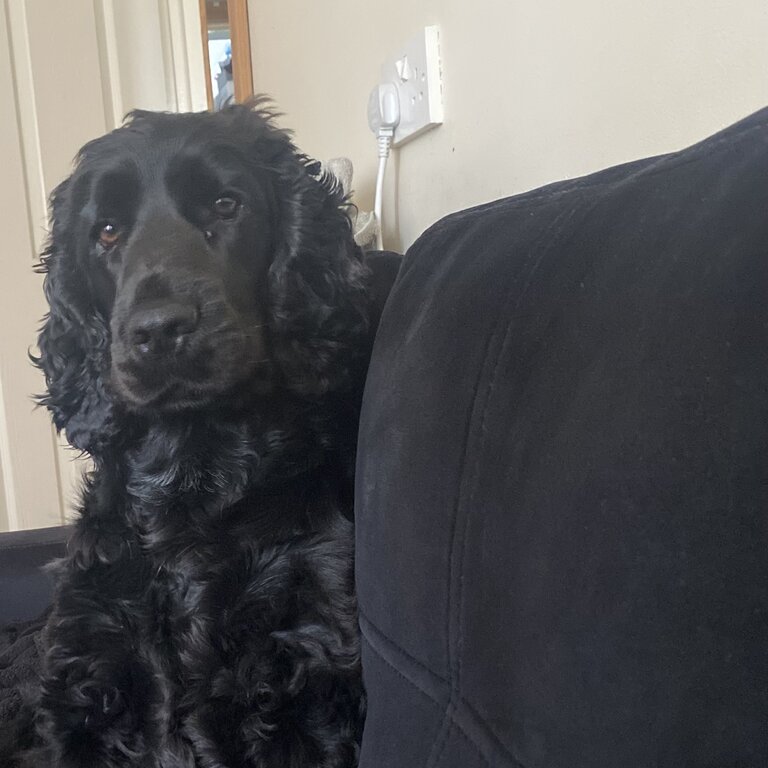 Hugo, cocker spaniel just over 2 years old