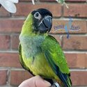 Aratinga nanday (Nanday parakeet) black hooded parrot-3