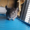 Family of chinchillas -4