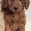 Beautiful Cavapoo Puppy-2