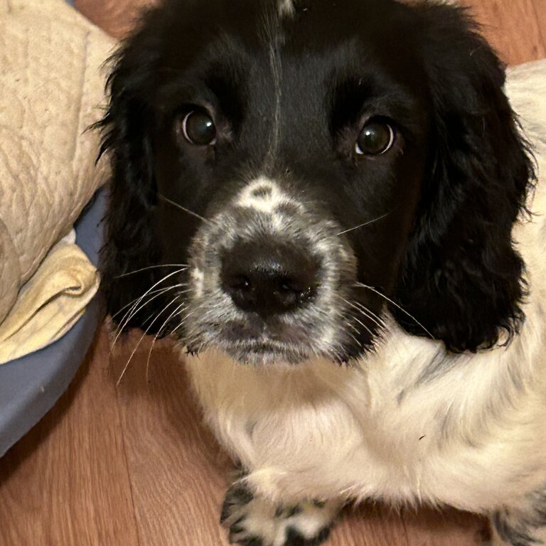 Springer spaniel