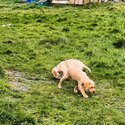 Golden labrador / labrador Spaniel-4