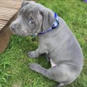 BLUE STAFFORDSHIRE PUPPIES FOR SALE AND ADDOPTION-1